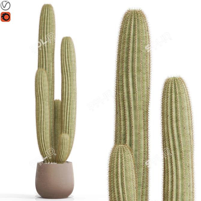 Botanical Bundle 699 Collection 3D model image 1