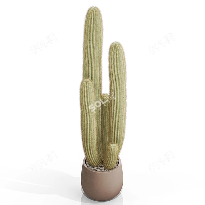 Botanical Bundle 699 Collection 3D model image 2