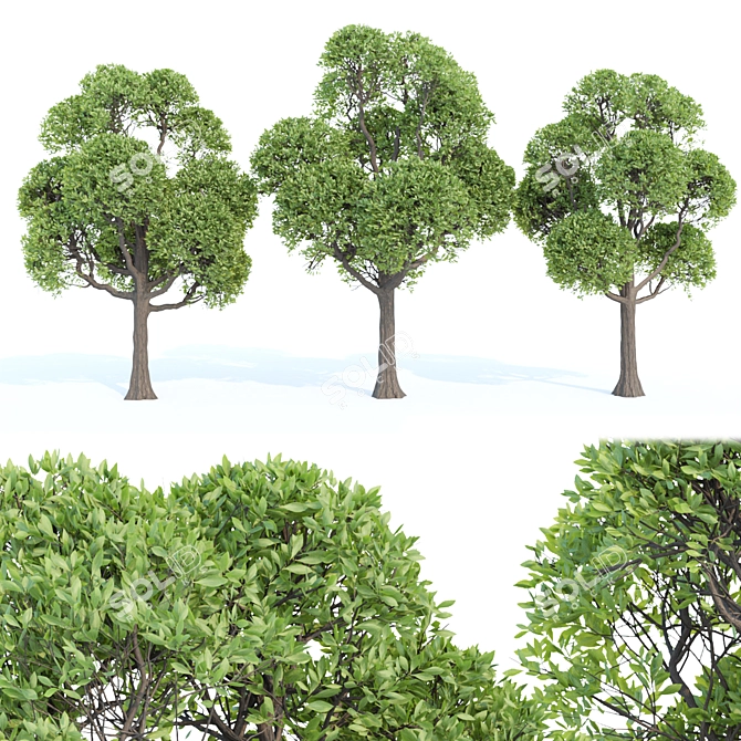 Premium Outdoor Trees Collection Vol.93 3D model image 1