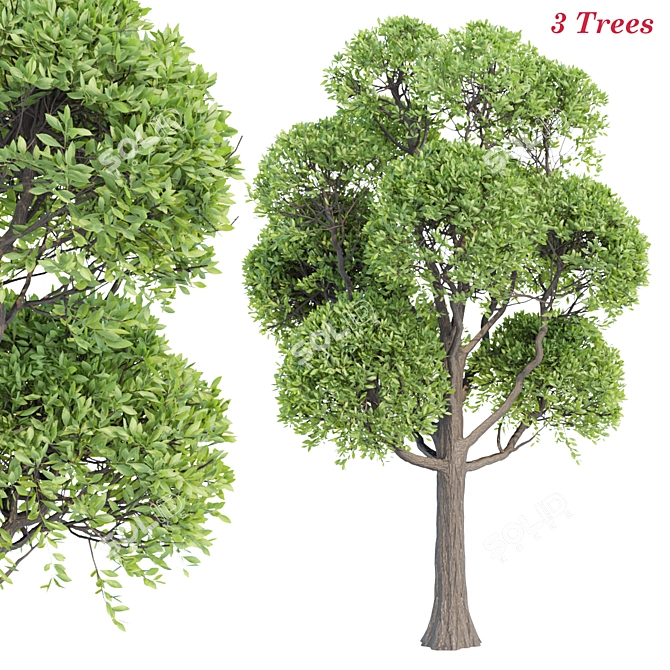 Premium Outdoor Trees Collection Vol.93 3D model image 2