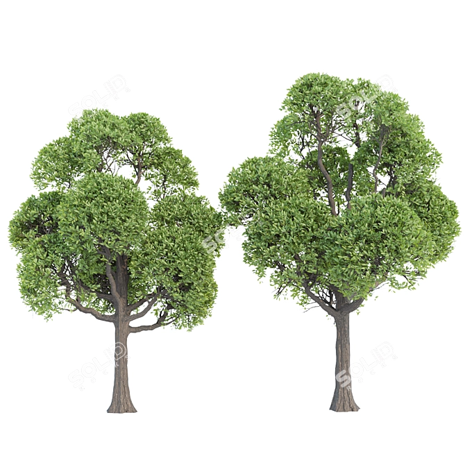 Premium Outdoor Trees Collection Vol.93 3D model image 3