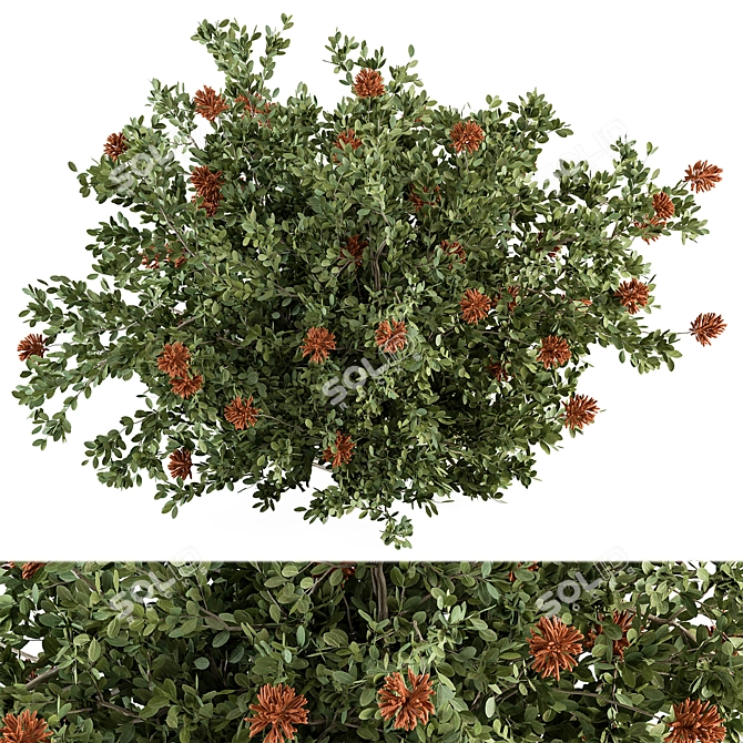  Blooming Bush Set 75 3D model image 1