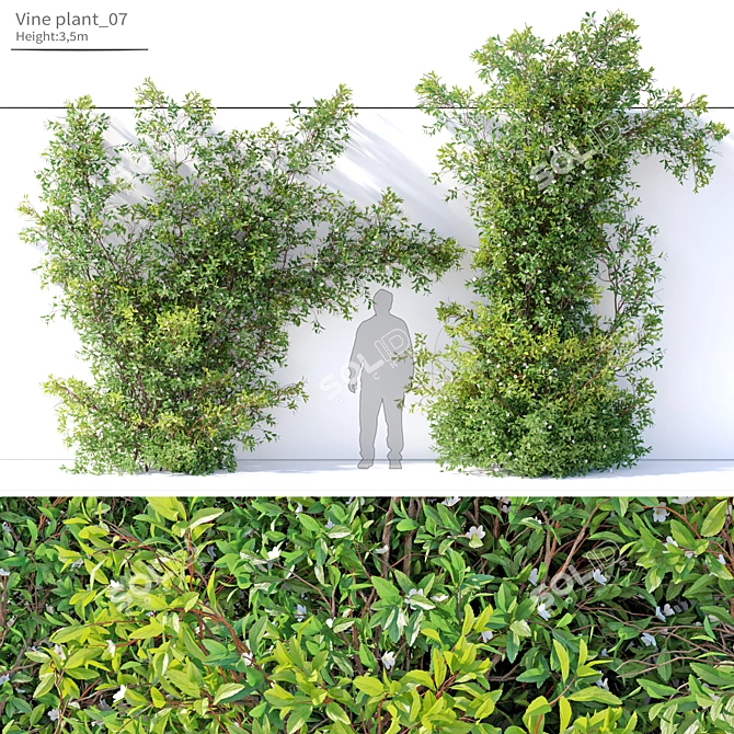  Twin Vine Plants, 3.5m Height 3D model image 1