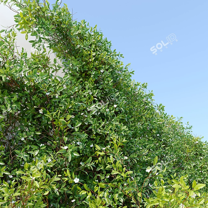  Twin Vine Plants, 3.5m Height 3D model image 2