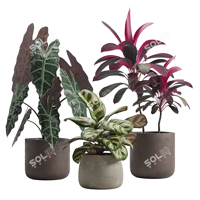 Exotic Indoor Plants Pack 14 3D model image 1