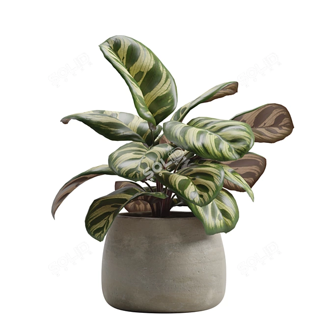 Exotic Indoor Plants Pack 14 3D model image 5