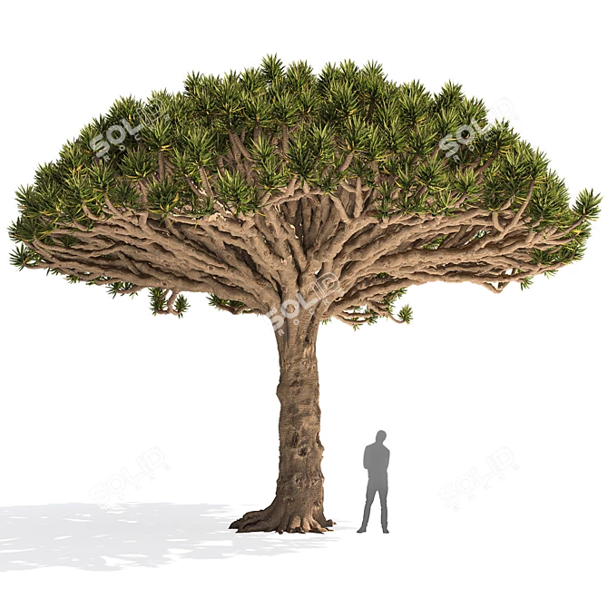 Dragon Tree 3D Model Asset 3D model image 1
