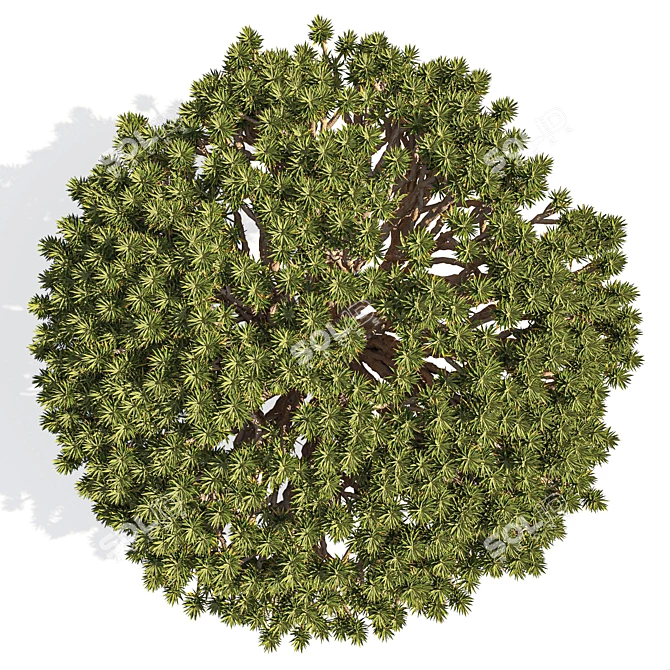 Dragon Tree 3D Model Asset 3D model image 2