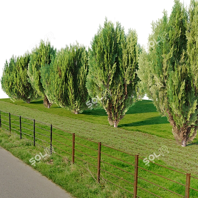 Chinese Arborvitae Tree Pair, 2m 3D model image 2