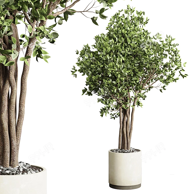 Benjamin Ficus Tree & Concrete Vase 3D model image 1