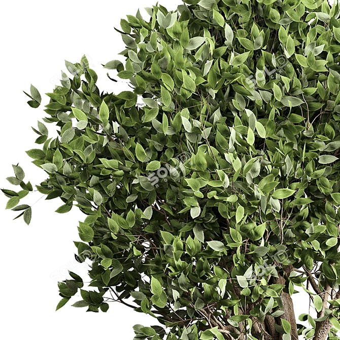 Benjamin Ficus Tree & Concrete Vase 3D model image 4