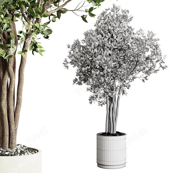 Benjamin Ficus Tree & Concrete Vase 3D model image 5