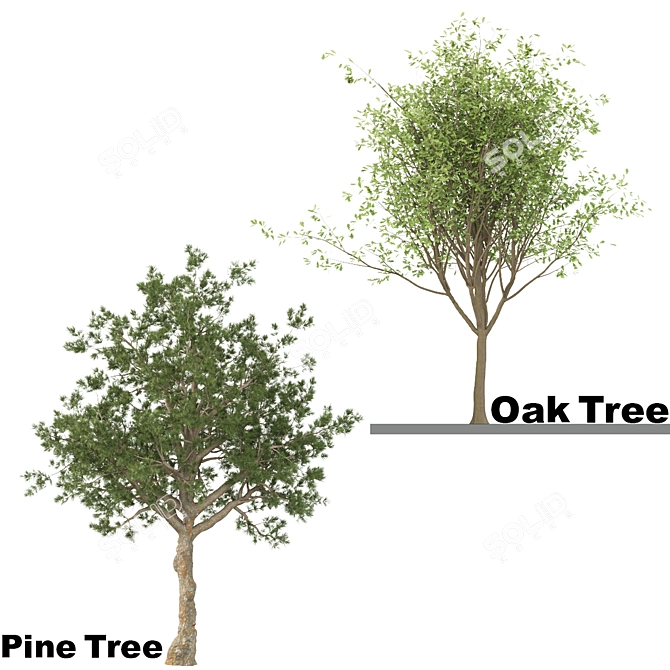 Oak & Pine Duo Forest 3D model image 2