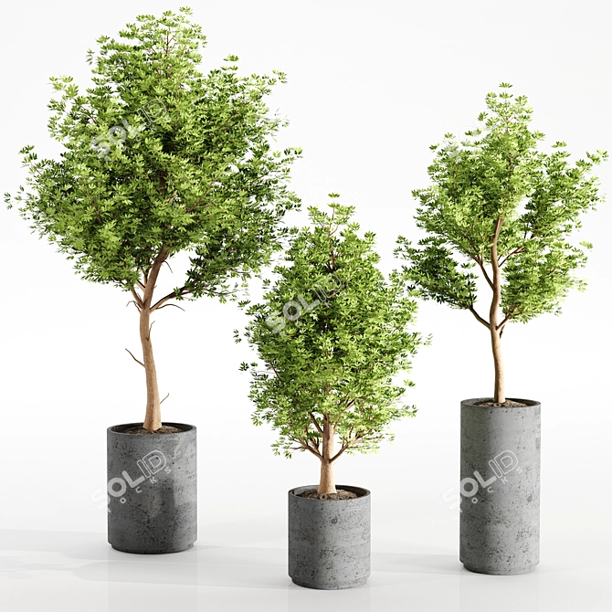 Concrete Pot Set with Indoor Plants 3D model image 1