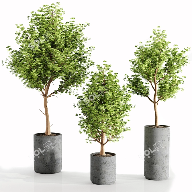 Concrete Pot Set with Indoor Plants 3D model image 5