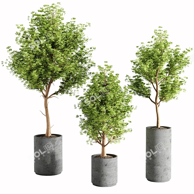 Concrete Pot Set with Indoor Plants 3D model image 9