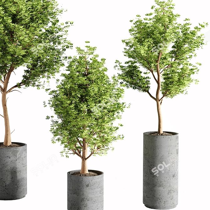 Concrete Pot Set with Indoor Plants 3D model image 10