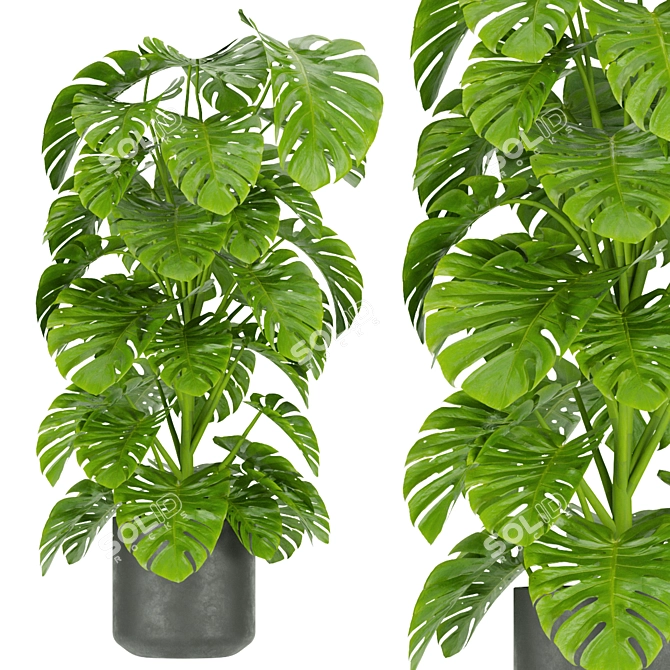 Premium Indoor Monstera Plant Model 3D model image 2