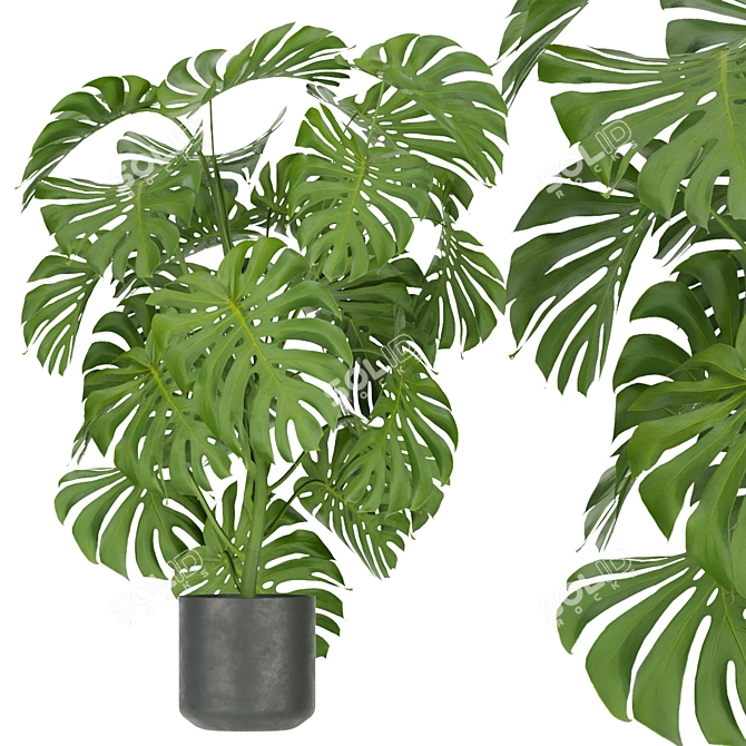 Premium Indoor Monstera Plant Model 3D model image 3