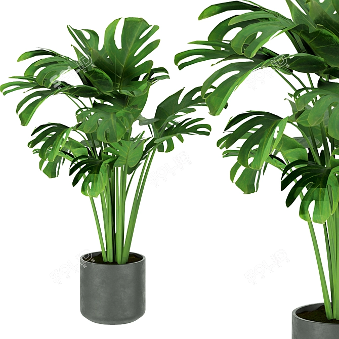 Premium Indoor Monstera Plant Model 3D model image 4