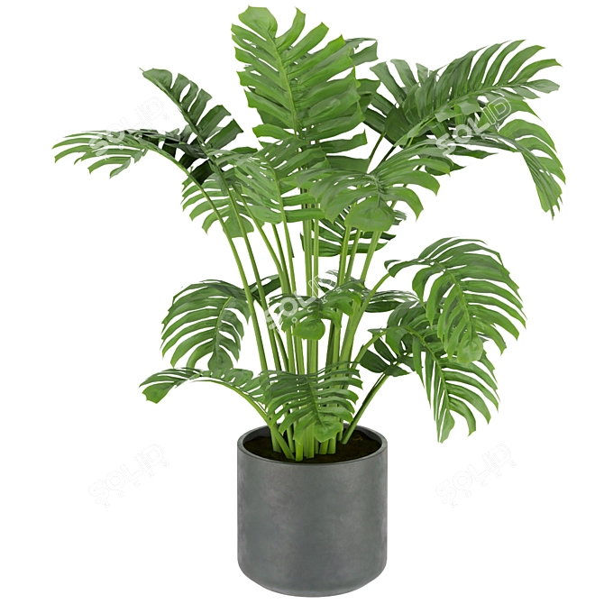 Premium Indoor Monstera Plant Model 3D model image 6