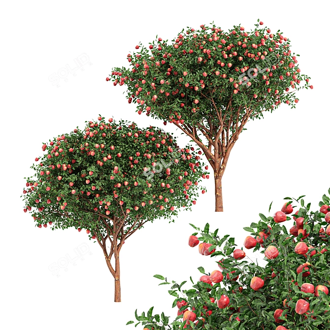 Fruit Tree Models Collection - 3dsMax & OBJ 3D model image 1