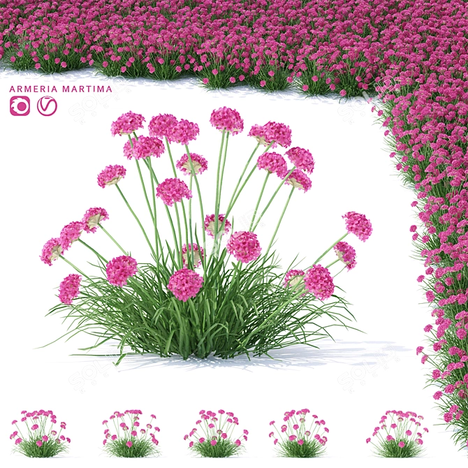 Coastal Armeria Plants Set 3D model image 1