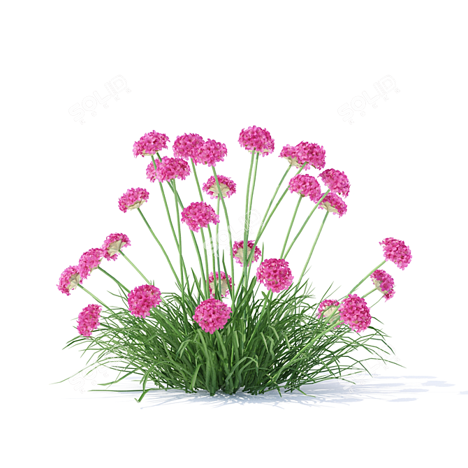 Coastal Armeria Plants Set 3D model image 2