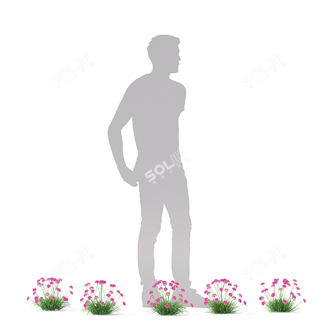 Coastal Armeria Plants Set 3D model image 4