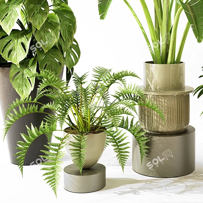 Modern Indoor Plant Collection Set 3D model image 2