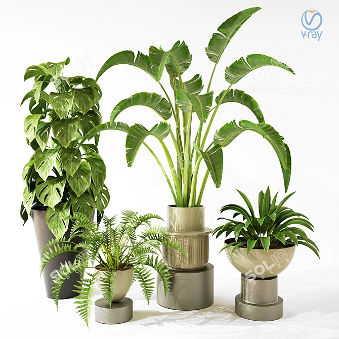 Modern Indoor Plant Collection Set 3D model image 5