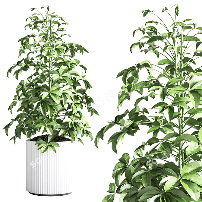 Modern Indoor Plant Set 26 3D model image 5