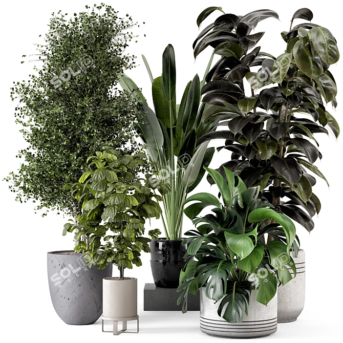 Modern Indoor Plants in Large Bau Pot 3D model image 1