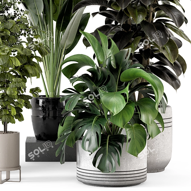 Modern Indoor Plants in Large Bau Pot 3D model image 2