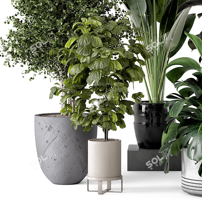 Modern Indoor Plants in Large Bau Pot 3D model image 4