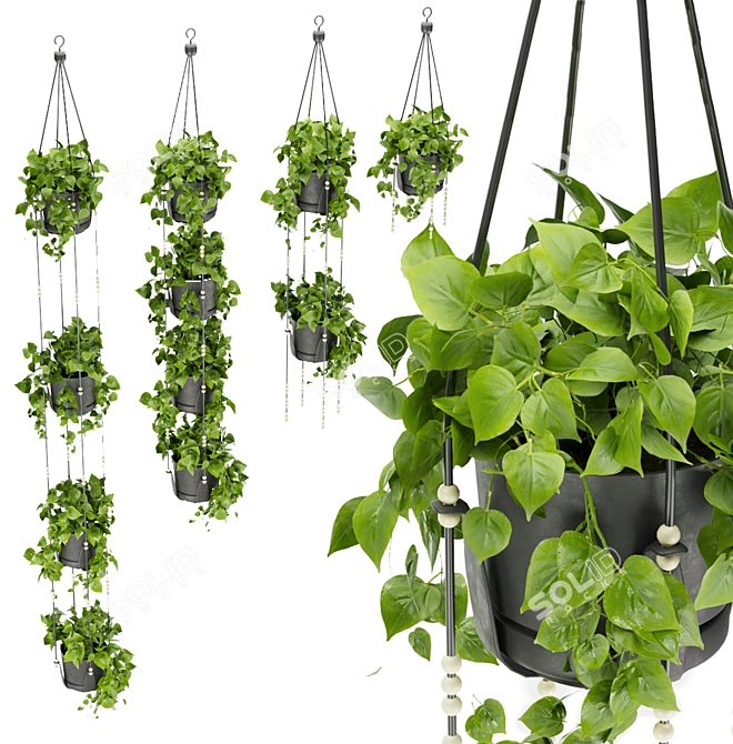 Premium Hanging Pothos Plant Model 3D model image 1