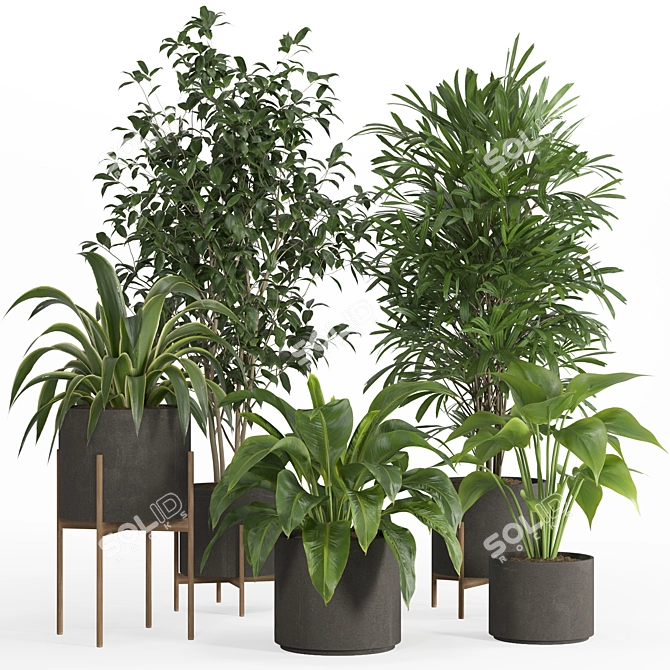 PBR Indoor Plant Set 022 3D model image 5