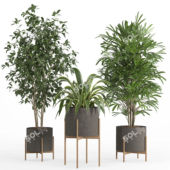 PBR Indoor Plant Set 022 3D model image 6