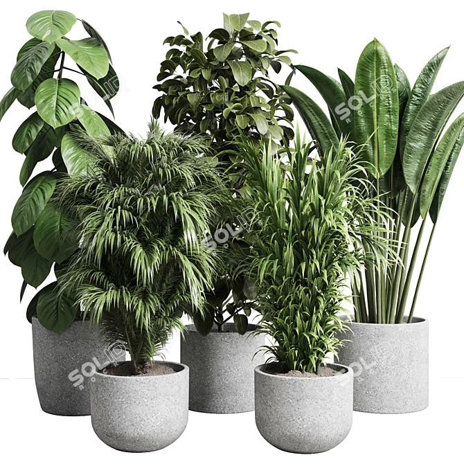 Indoor Plant Collection Ficus Palm 3D model image 1