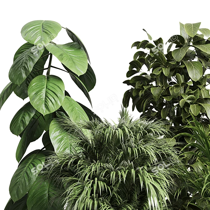 Indoor Plant Collection Ficus Palm 3D model image 2