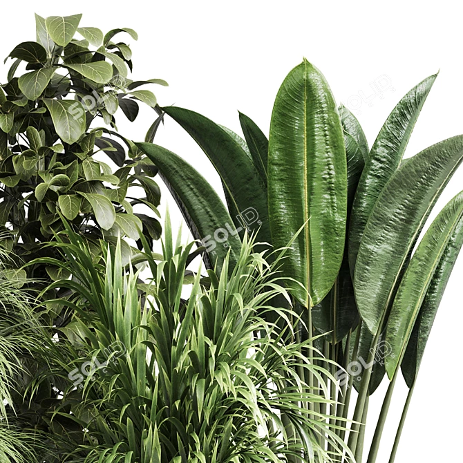 Indoor Plant Collection Ficus Palm 3D model image 3