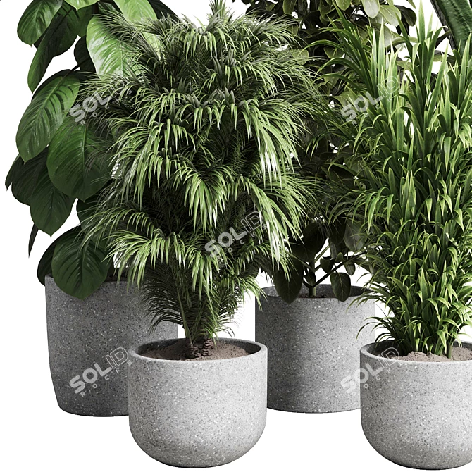 Indoor Plant Collection Ficus Palm 3D model image 5