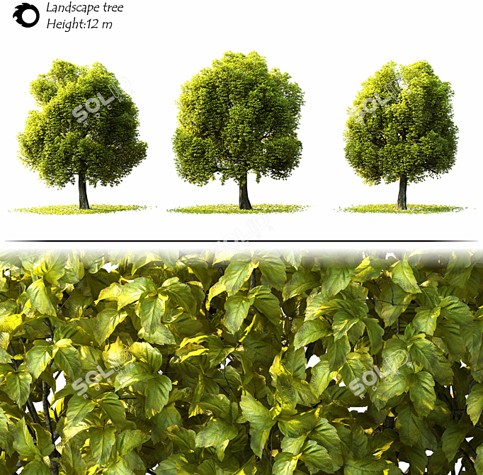 Corona Render Landscape Tree Model 3D model image 2