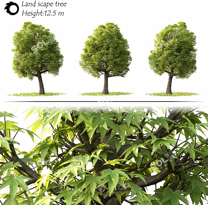 Corona Render Landscape Tree Model 3D model image 2