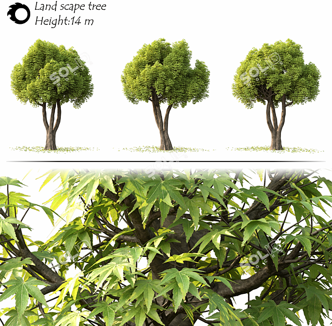 14m Land Scape Tree Model 3D model image 1