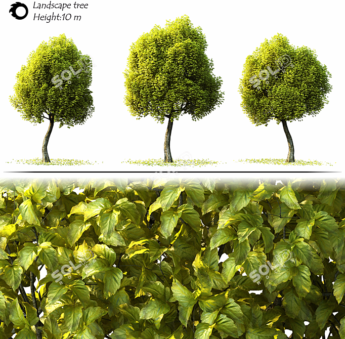 3D Model Landscape Tree Corona 3D model image 2