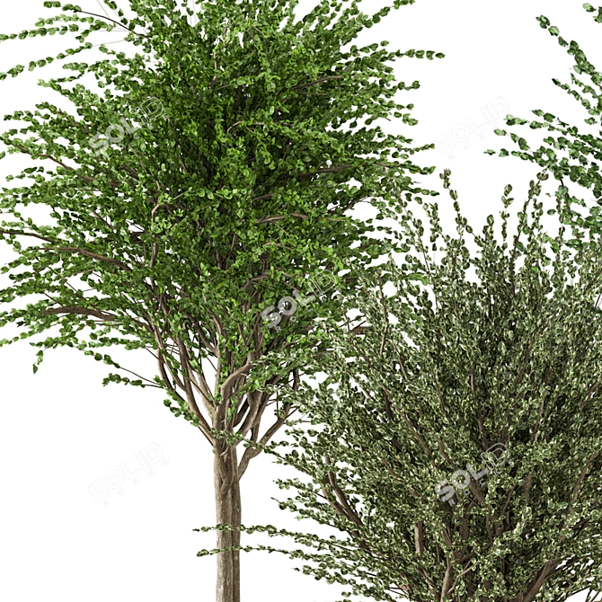 Creative Indoor Plants Collection 3D 3D model image 4