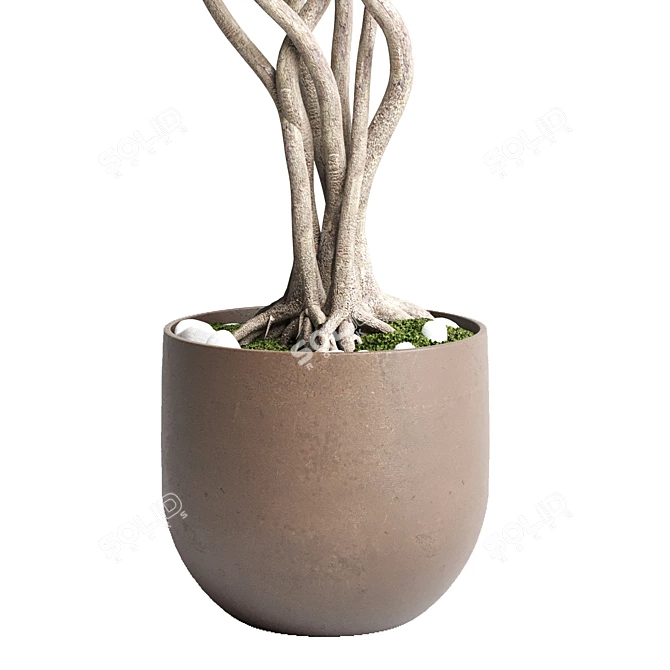 Bonsai Tree Concrete Planter Outdoor 3D model image 2