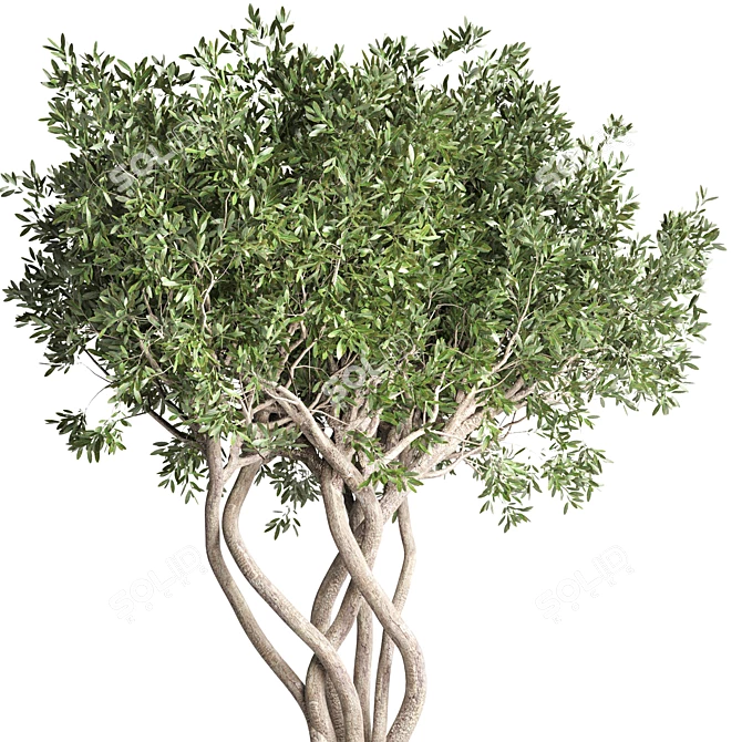 Bonsai Tree Concrete Planter Outdoor 3D model image 3