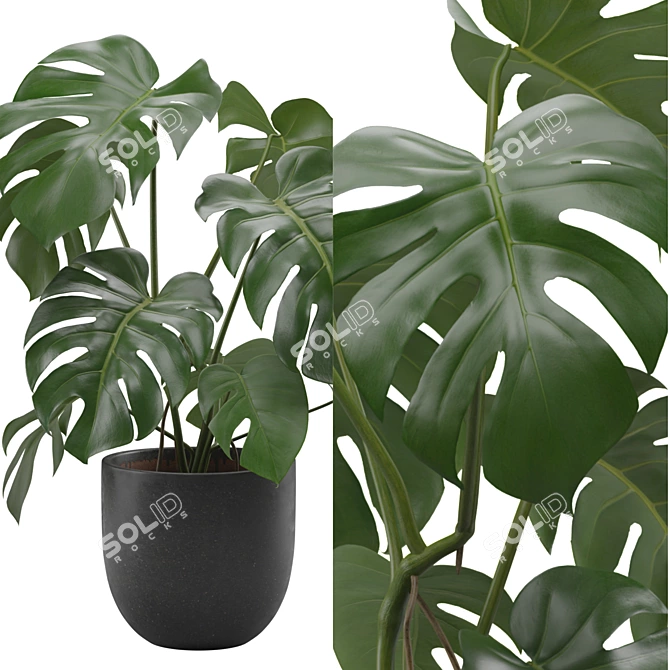 Tropical Monstera Houseplant 4K 3D model image 2